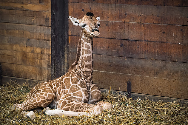 Dvorská zoo ukázala nové mládě kriticky ohrožené žirafy, matka ho opečovává