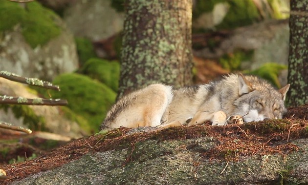 Lidské selhání nebo úmysl. Národní park prověřuje, jak z výběhu unikli vlci