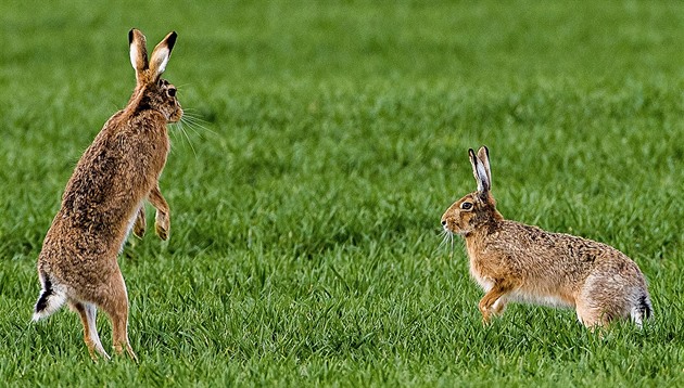 V Česku se potvrdila nebezpečná nemoc červených očí, zajíci hynou do několika dní