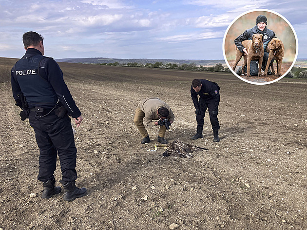 Zakázaný jed zabíjí chráněné dravce. Ptáci jsou však nezamýšlenými oběťmi