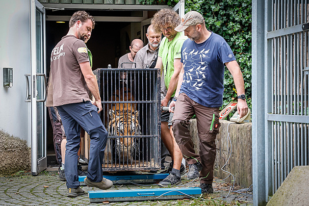 Zabavený tygr Tajmir chytil v Liberci druhý dech, teď míří do azylu v Nizozemsku