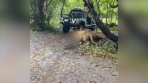 VIDEO: Lvi roztrhali ošetřovatele v thajské zoo přímo před očima návštěvníků