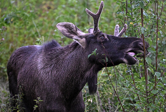 Rakušané chtějí uspat losa Emila a odvézt ho na hranice s Českem