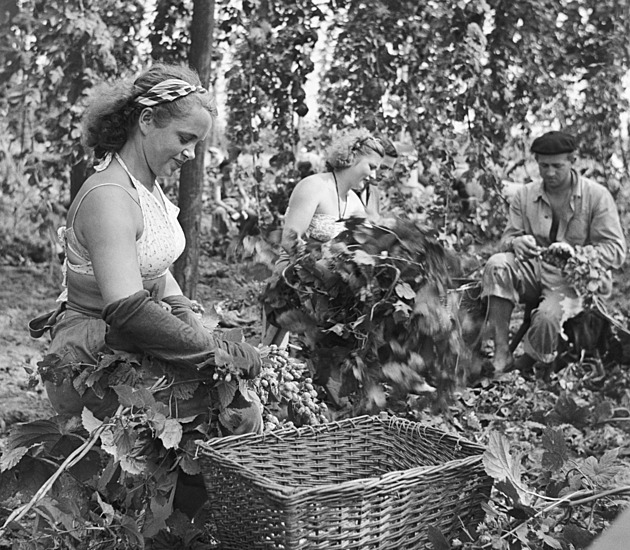 Když bylo třeba sklidit chmel, naše zlato, se studenty se nediskutovalo