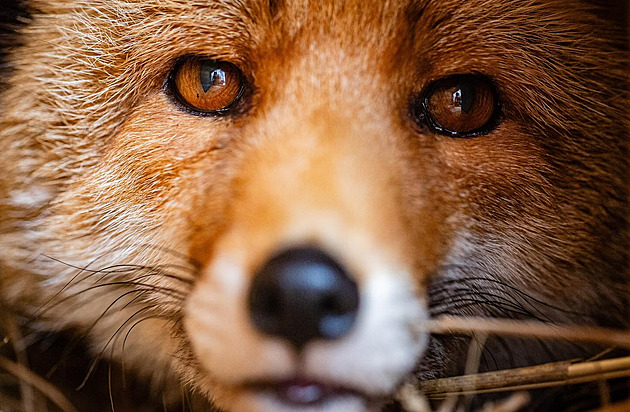 Záchranná stanice truchlí, zemřel liščí veterán Luky. Byl krotký a zbožňoval štrůdl