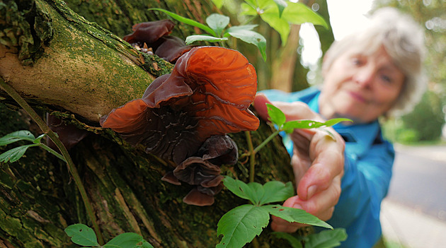 Fenomén čínské kuchyně je elixírem zdraví. Přírodu zaplavilo Ucho Jidášovo