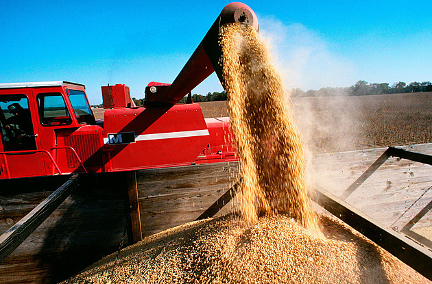 Volili Trumpa, teď naříkají. Američtí producenti sóji přišli o zákazníky z Číny