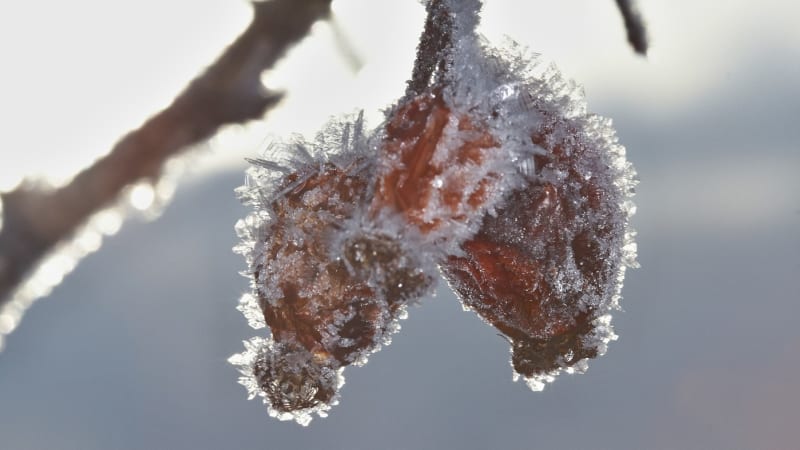 RADAR: V Česku udeří mrazy, může i sněžit. Meteorologové hlásí neobvyklý začátek října