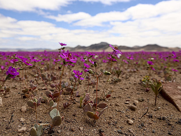 Zemědělství může spasit „kvetoucí poušť“. Malá rostlina odolá suchu i výkyvu teplot