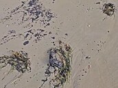 Vyčištěné nevydrželo ani měsíc. Černomořské pobřeží opět pokryl mazut