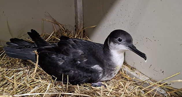 Senzace v Česku, poprvé se tu objevil buřňák severní. Musí ale bojovat o život