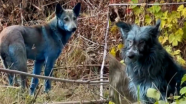 Modří psi v Černobylu? Odborník vysvětlil, co stojí za záhadným zbarvením