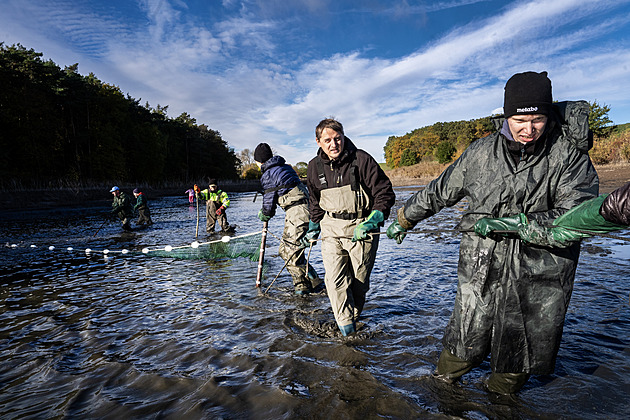Víře ve vodníky se nedivím, líčí reportér výlov kaprů. Proč se hodí chladné počasí?