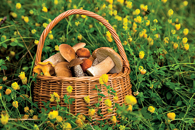 Osmero nejchutnějších hub. Určitě je znáte a poslední úlovky máte v mobilu