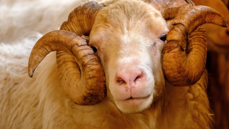 Podřezávání beranů a konzumace vodky: Léčitele za rituály na Českokrumlovsku stíhá policie