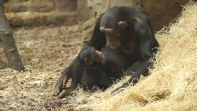Zvířecí celebrity na ústupu. Proč se už v řadě zoo nedozvíte jména mláďat