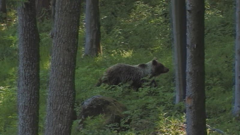 Krvavé drama u Banské Bystrice: Medvědice napadla běžce, i se zraněním dokázal uprchnout