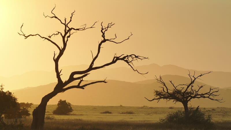 Obrněný cvrček či zářící pavouk. Vědecká expedice objevila v Angole neuvěřitelné druhy zvířat