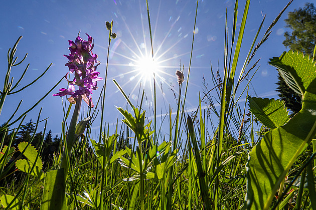 OBRAZEM: Sjezdovka je rájem orchidejí i vzácných motýlů. Ochranáři ji kosí ručně