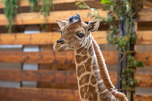 Zoo ukázala snímky narozené žirafy. Krmí se u mámy, zůstává v teple