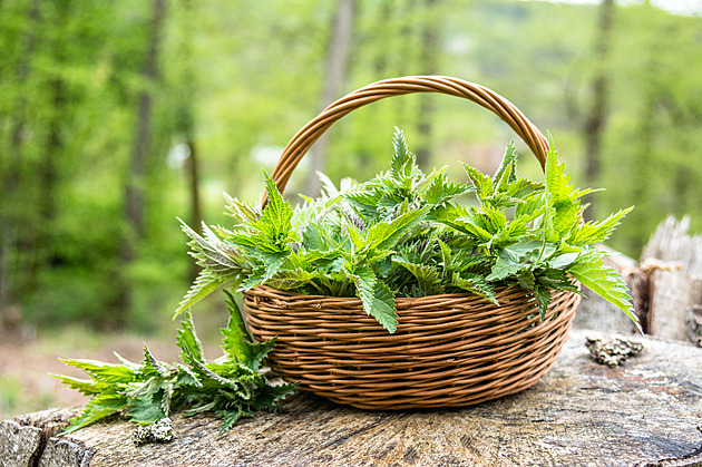 Kopřiva má víc vitaminu C než citrusy. Jak z ní na podzim připravit čaj